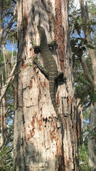 Varanus varius