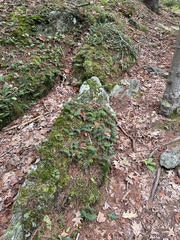 Polypodium virginianum