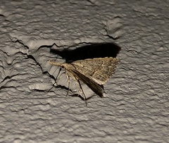 Trigonistis asthenopa