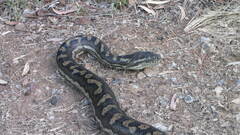 Morelia spilota