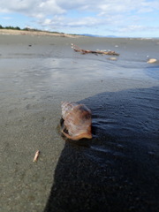 Struthiolaria papulosa