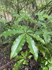 Schefflera digitata