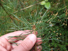 Pinus