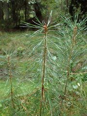 Pinus