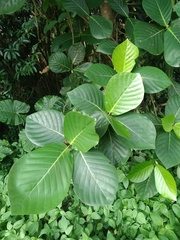 Neonauclea reticulata