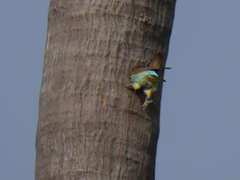 Poicephalus meyeri