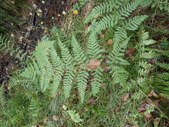Dryopteris dilatata