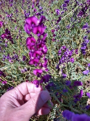 Swainsona pterostylis