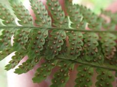 Dryopteris dilatata