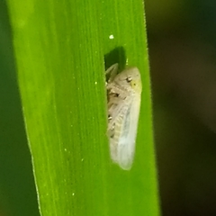 Cicadellidae