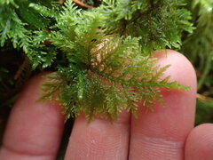 Thuidium
