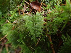 Thuidium