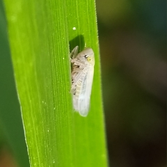 Cicadellidae