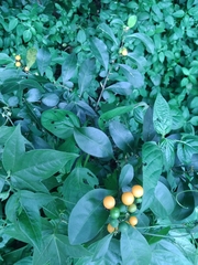 Solanum diphyllum
