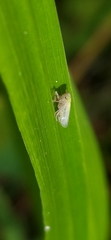 Cicadellidae