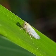 Cicadellidae