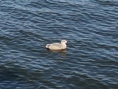 Larus