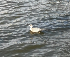 Larus