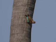 Poicephalus meyeri
