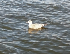 Larus