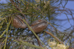 Hakea stenophylla