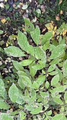 Syringa × henryi