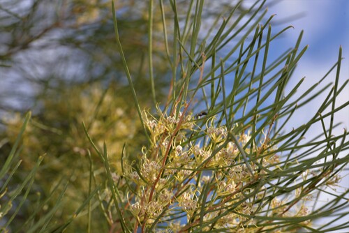 Hakea stenophylla · iNaturalist