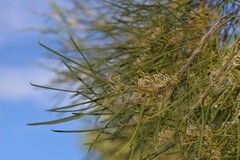 Hakea stenophylla