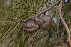 Hakea stenophylla