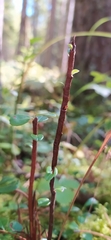 Calyptospora columnaris