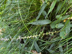 Liriope