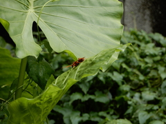 Batozonellus annulatus