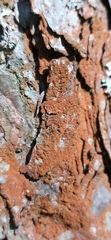 Trentepohlia aurea