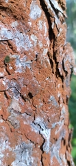 Trentepohlia aurea