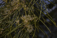 Hakea stenophylla