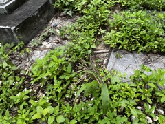 Paspalum paniculatum