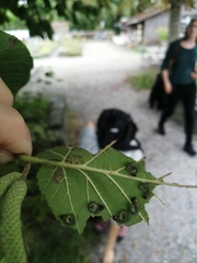 Euura melanocephalus