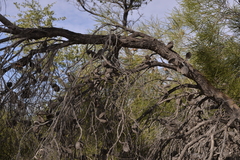 Hakea stenophylla