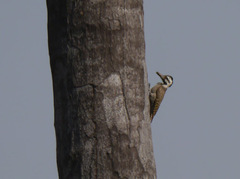 Chloropicus namaquus