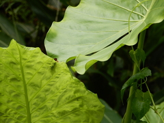 Batozonellus annulatus