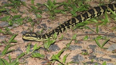 Morelia spilota