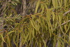 Santalum acuminatum