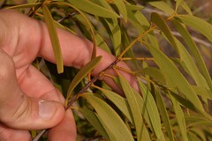Santalum acuminatum