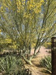Parkinsonia