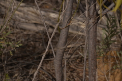 Santalum acuminatum