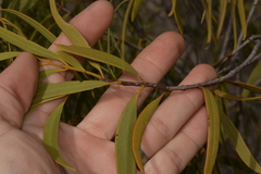 Santalum acuminatum