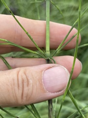 Equisetum palustre