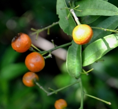 Duranta erecta