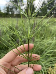 Equisetum palustre