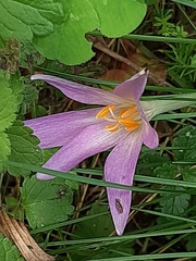 Colchicum lusitanum